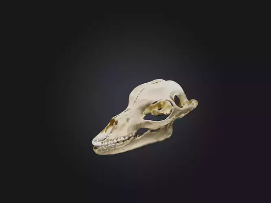 3D model Mandible Skeleton VR / AR / low-poly