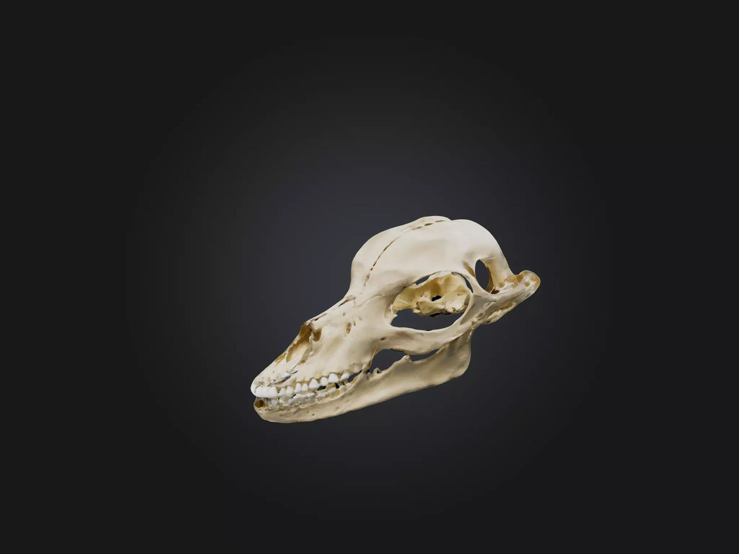 3D model Mandible Skeleton VR / AR / low-poly
