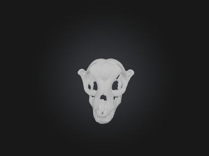 3D model Mandible Skeleton VR / AR / low-poly