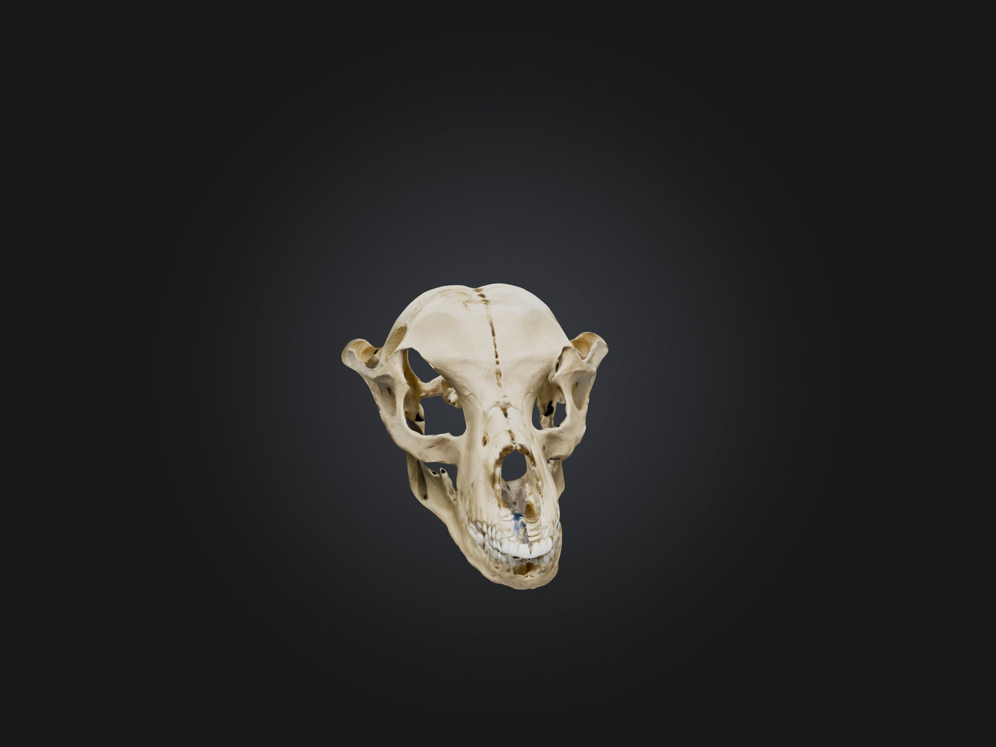 3D model Mandible Skeleton VR / AR / low-poly