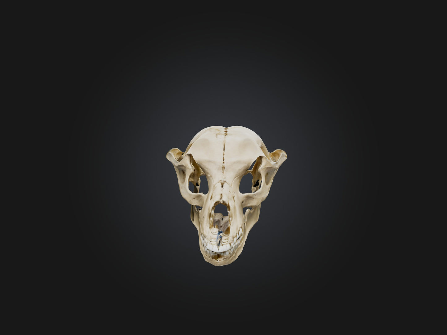 3D model Mandible Skeleton VR / AR / low-poly