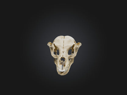 3D model Mandible Skeleton VR / AR / low-poly