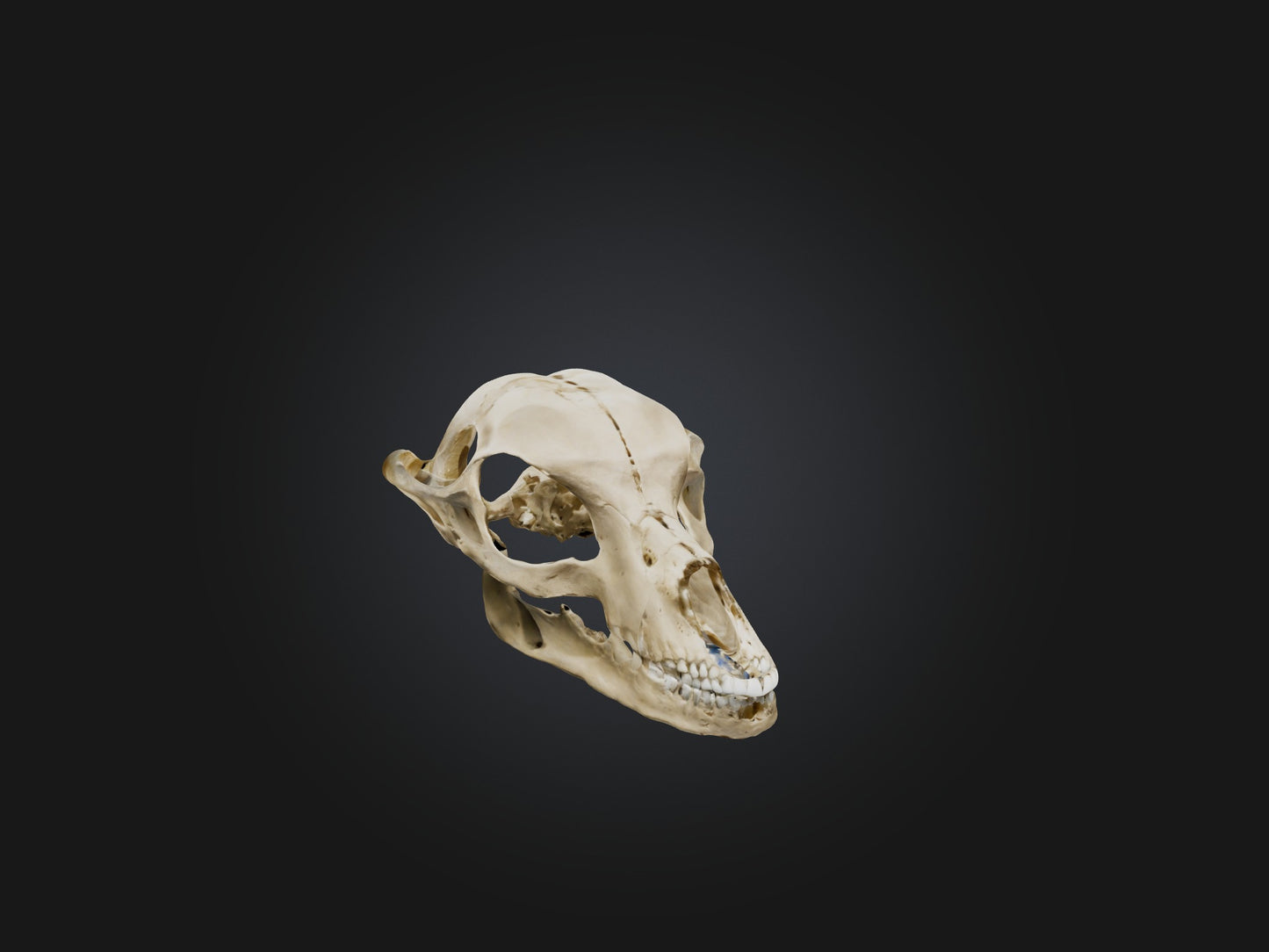3D model Mandible Skeleton VR / AR / low-poly