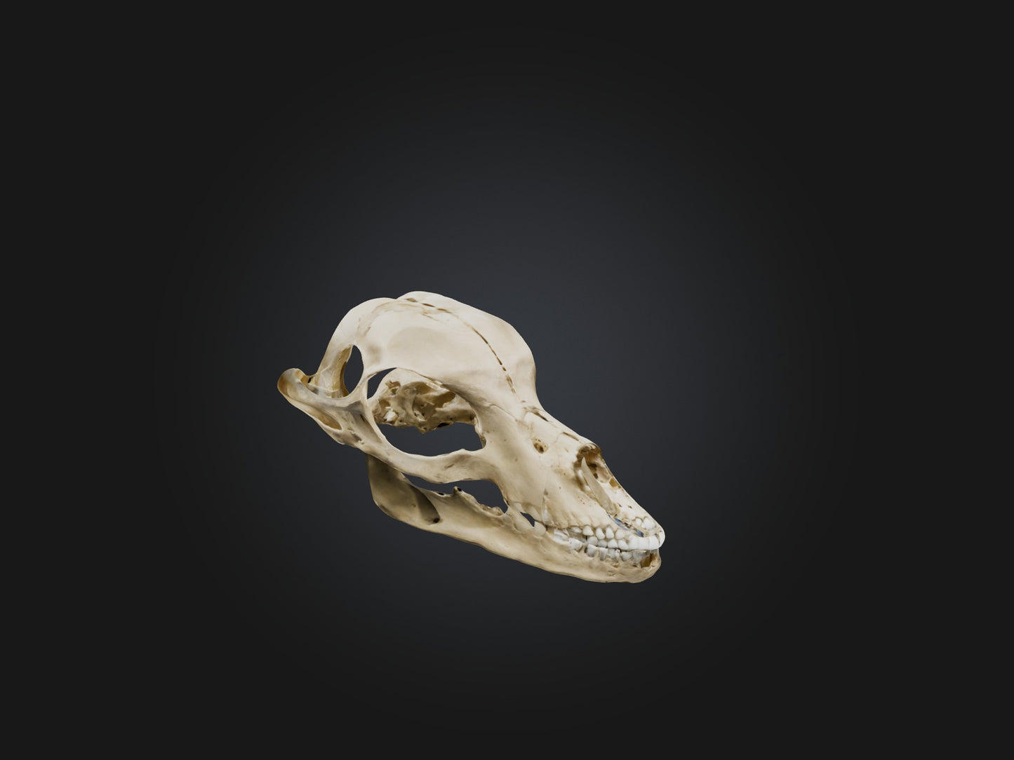 3D model Mandible Skeleton VR / AR / low-poly