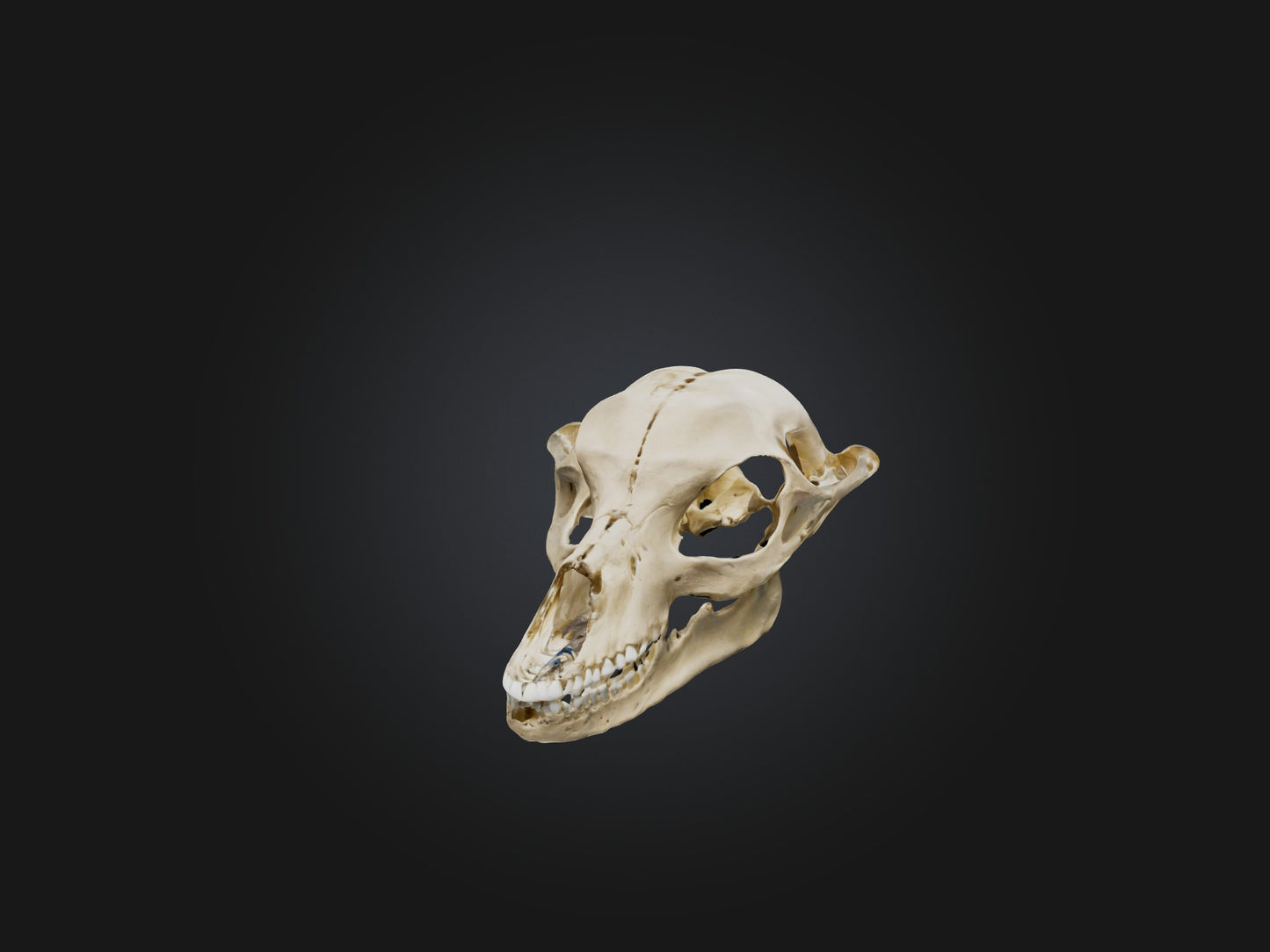 3D model Mandible Skeleton VR / AR / low-poly