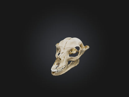 3D model Mandible Skeleton VR / AR / low-poly