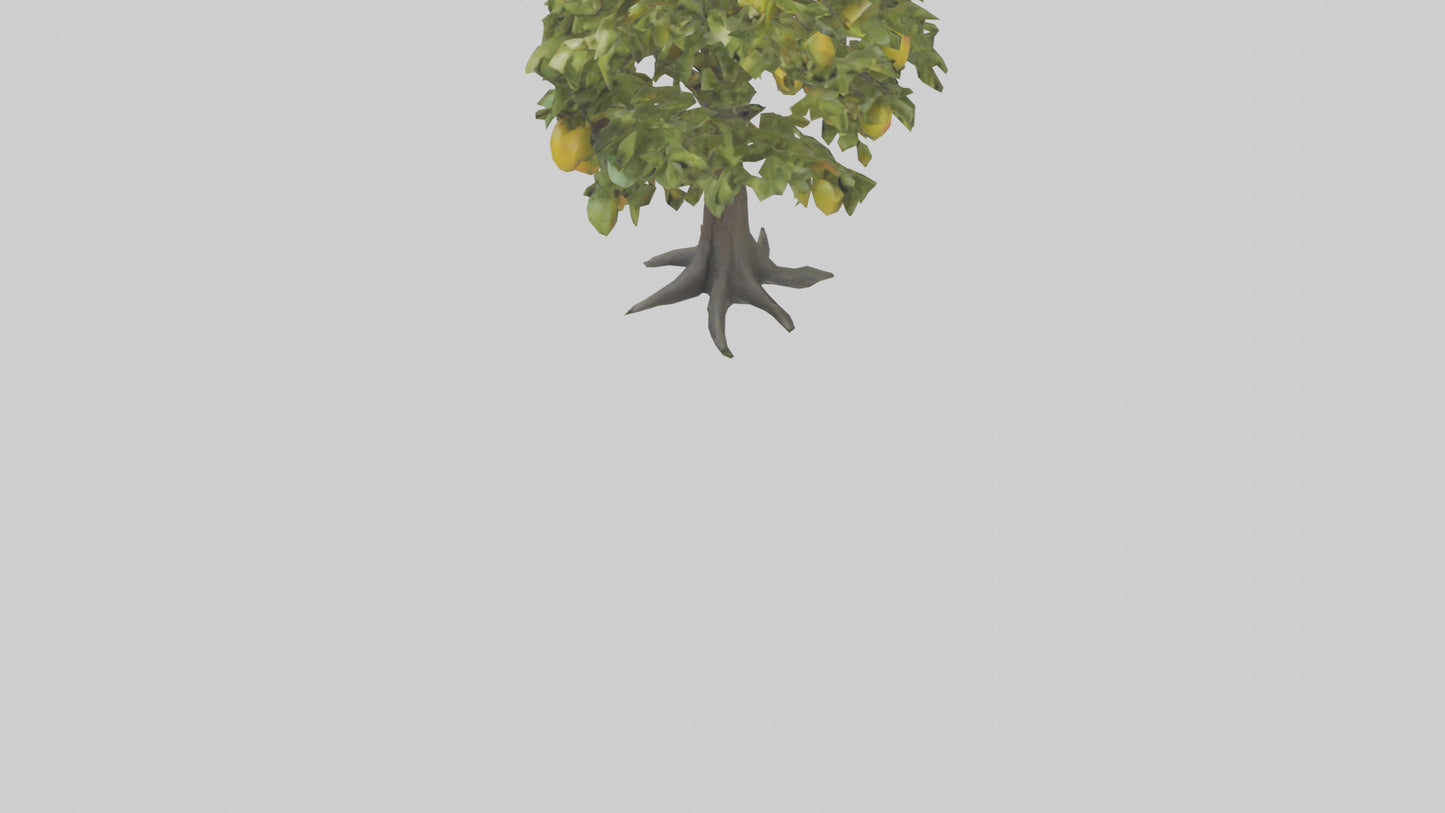 3D model Mango tree model VR / AR / low-poly