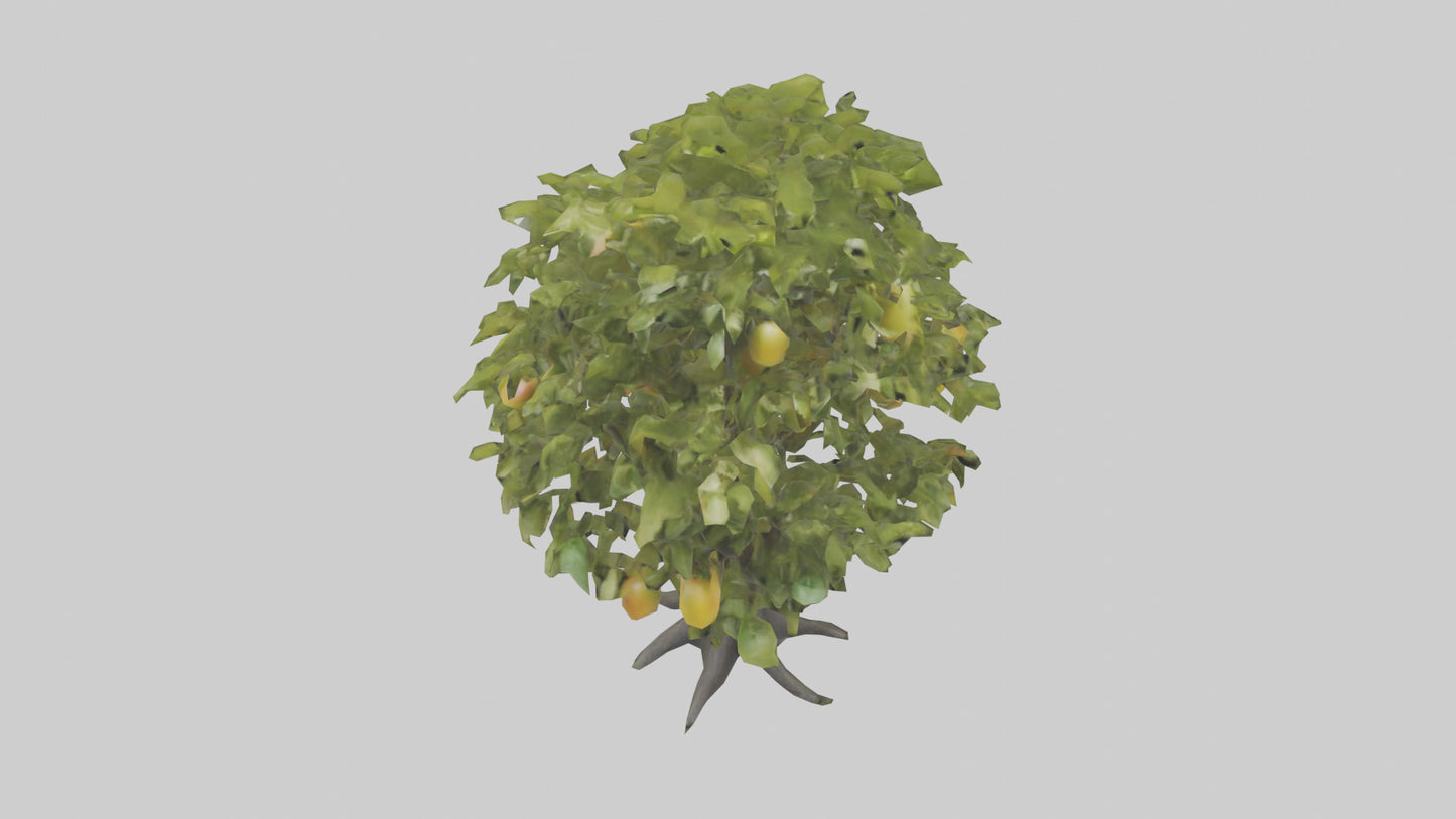 3D model Mango tree model VR / AR / low-poly