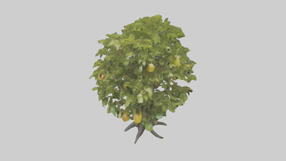 3D model Mango tree model VR / AR / low-poly