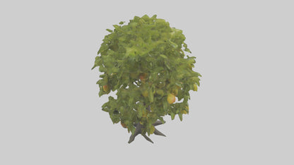 3D model Mango tree model VR / AR / low-poly