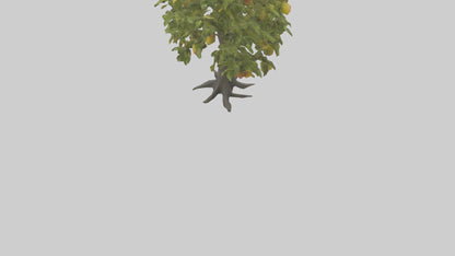 3D model Mango tree model VR / AR / low-poly