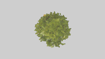 3D model Mango tree model VR / AR / low-poly