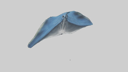 Manta Ray gliding underwater model VR / AR / low-poly