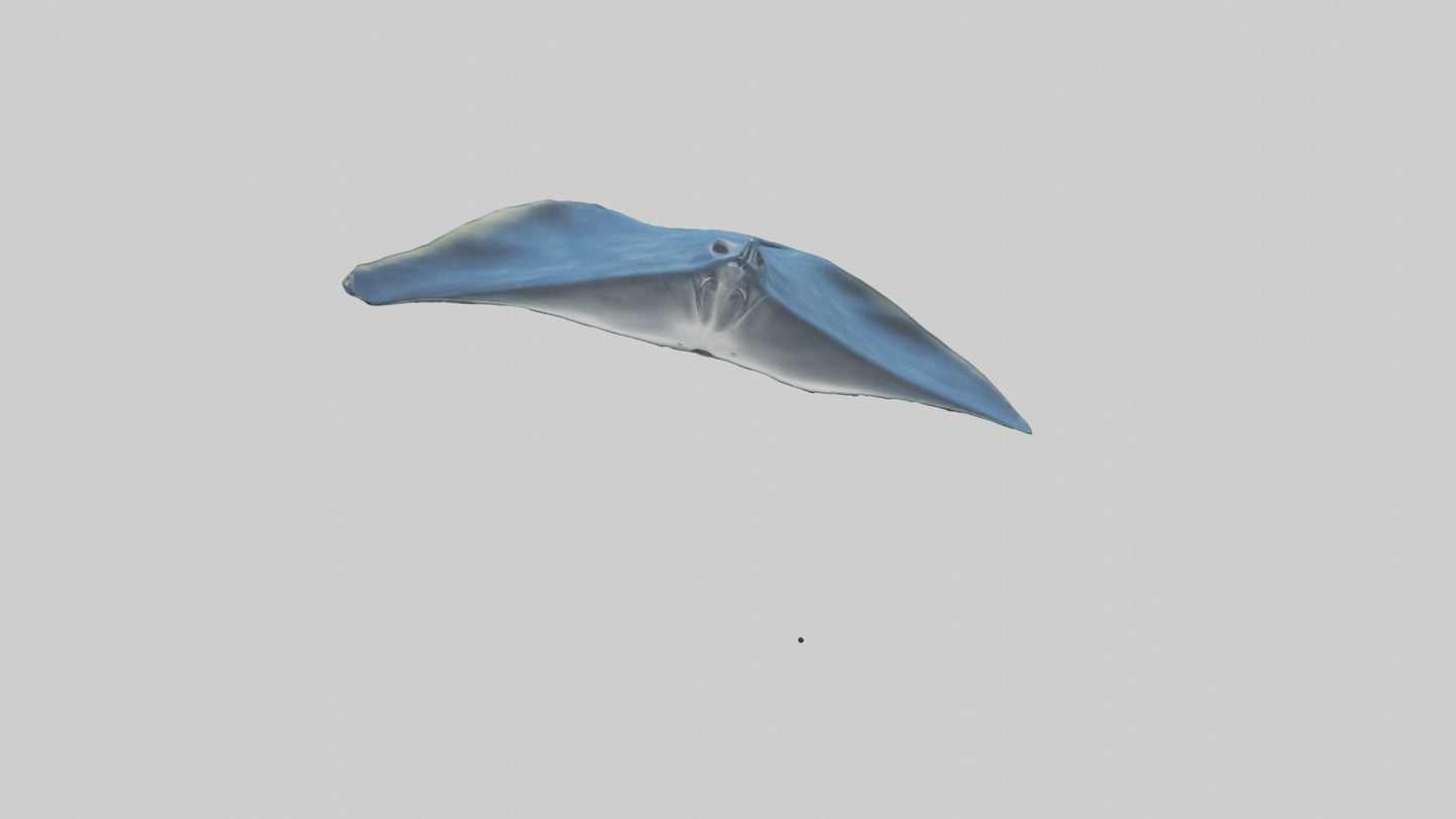 Manta Ray gliding underwater model VR / AR / low-poly