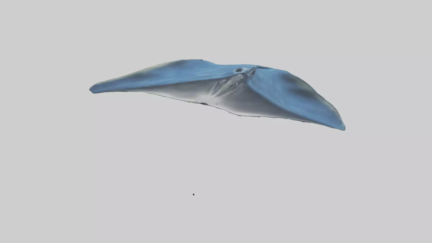 Manta Ray gliding underwater model VR / AR / low-poly