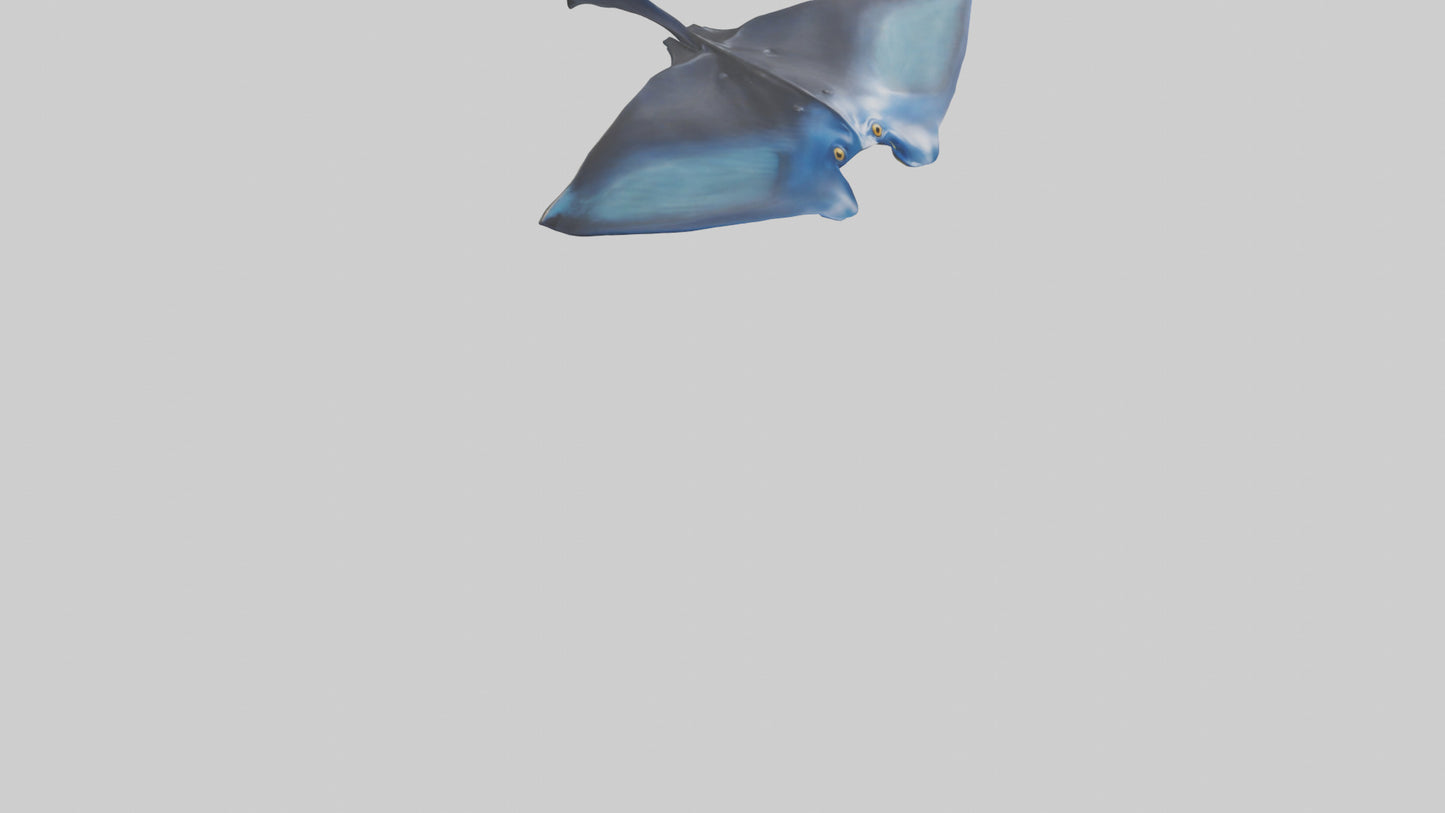 3D model Manta Ray swimming model VR / AR / low-poly
