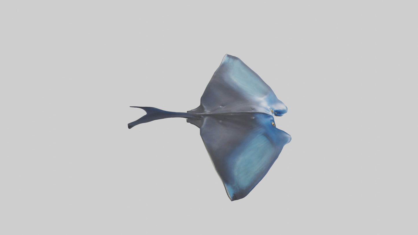 3D model Manta Ray swimming model VR / AR / low-poly