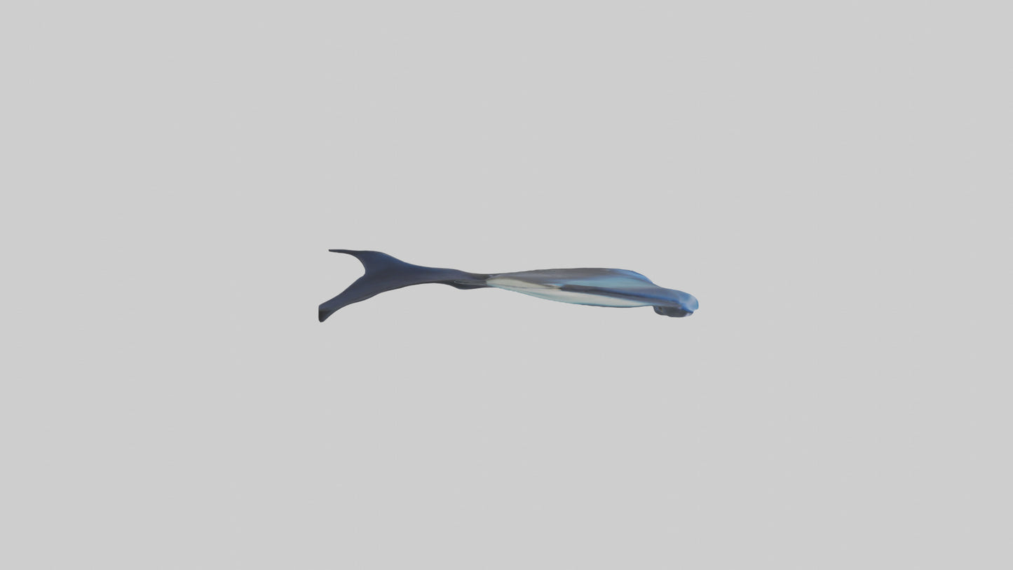 3D model Manta Ray swimming model VR / AR / low-poly