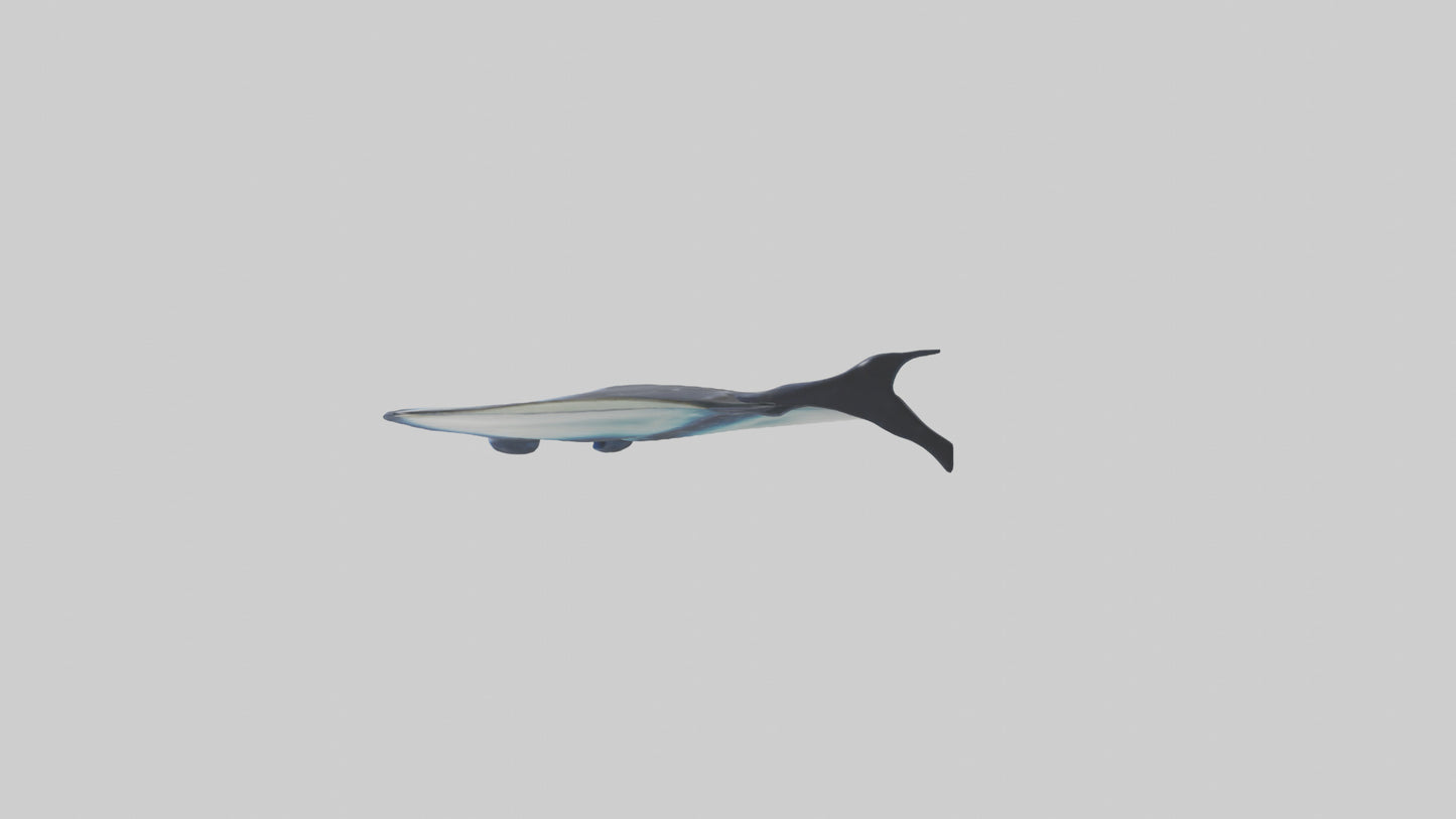 3D model Manta Ray swimming model VR / AR / low-poly