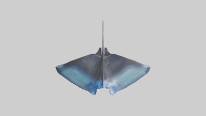 3D model Manta Ray swimming model VR / AR / low-poly