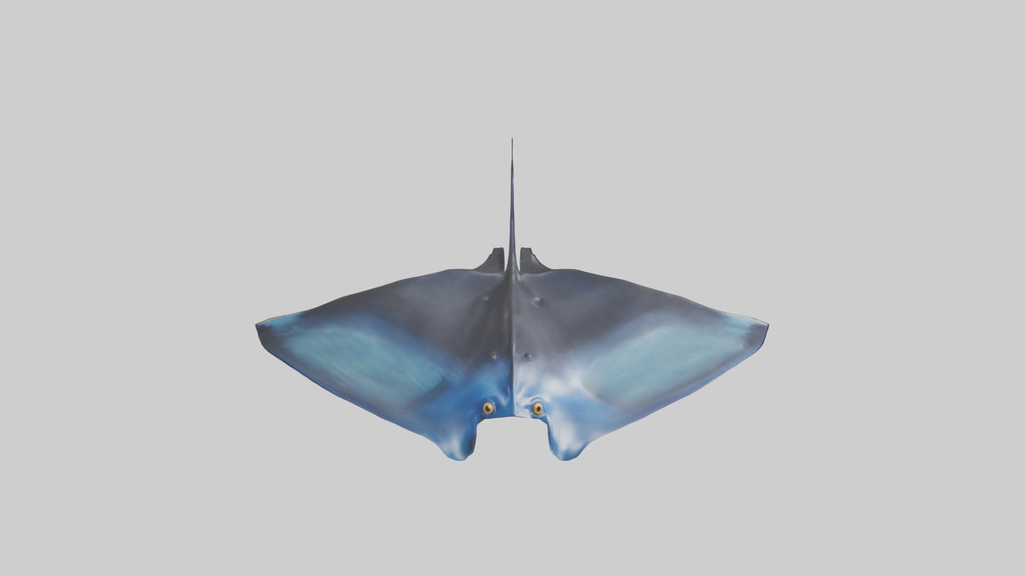 3D model Manta Ray swimming model VR / AR / low-poly