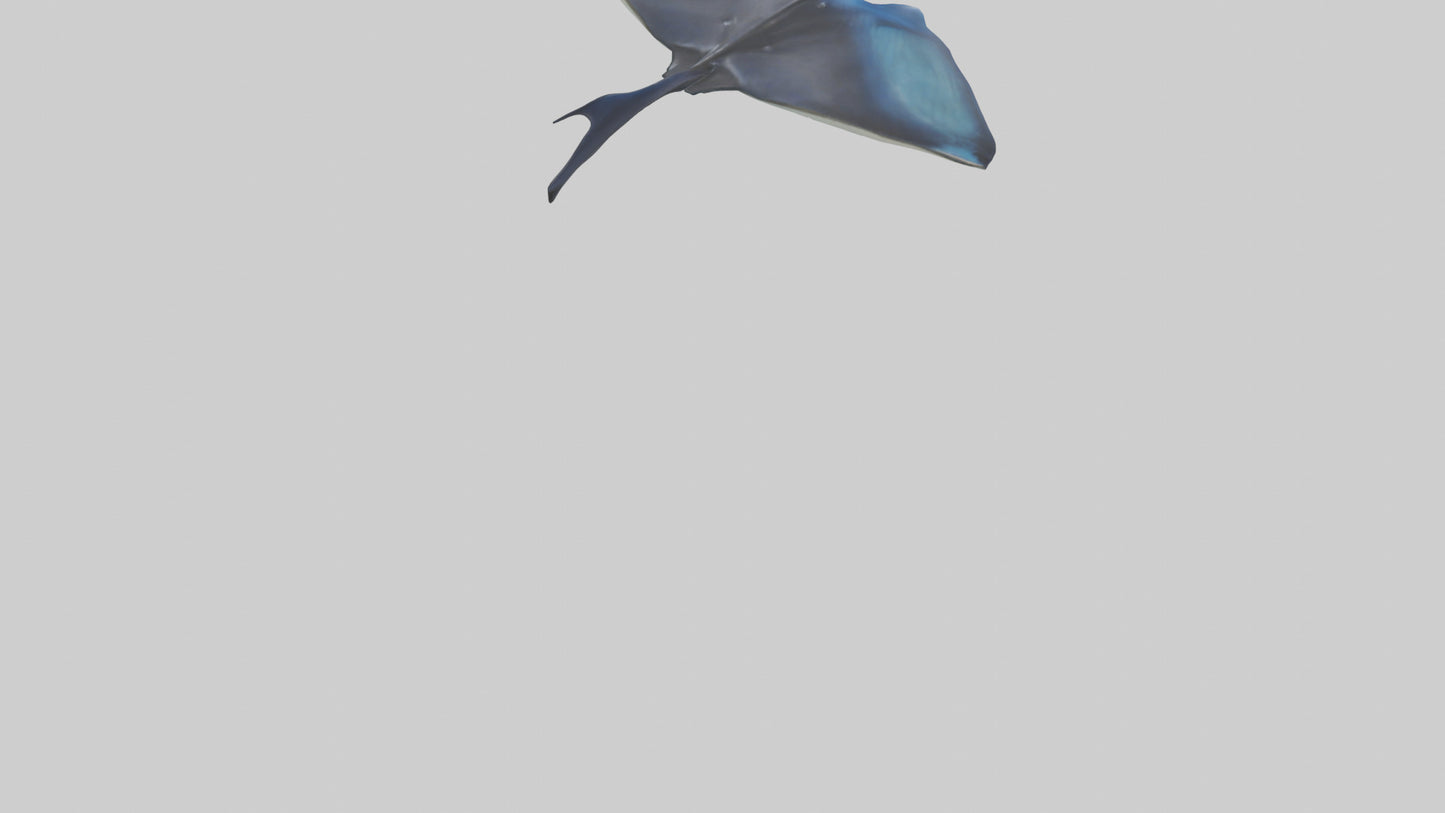 3D model Manta Ray swimming model VR / AR / low-poly