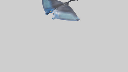 3D model Manta Ray swimming model VR / AR / low-poly