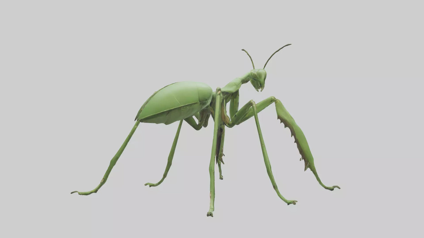 3D model Mantis Legs Model VR / AR / low-poly