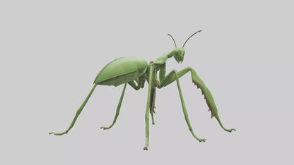 3D model Mantis Legs Model VR / AR / low-poly