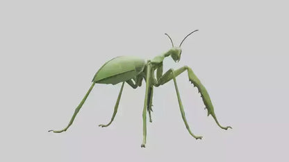 3D model Mantis Legs Model VR / AR / low-poly