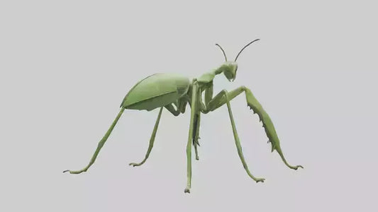 3D model Mantis Legs Model VR / AR / low-poly