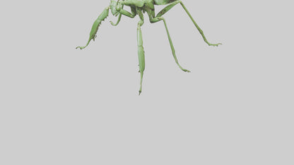 3D model Mantis Legs Model VR / AR / low-poly