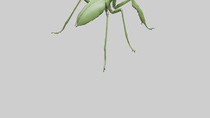 3D model Mantis Legs Model VR / AR / low-poly
