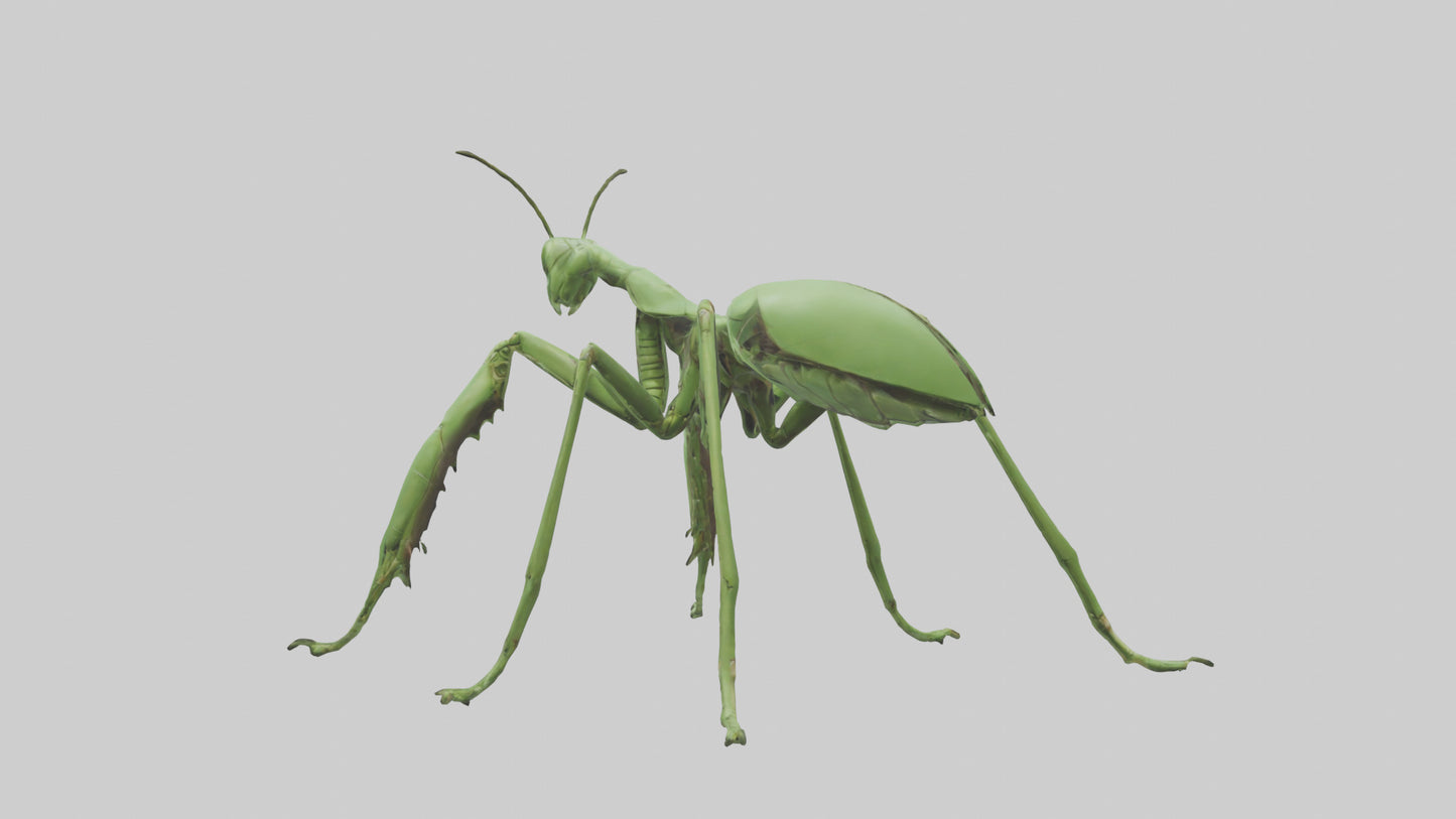 3D model Mantis Legs Model VR / AR / low-poly