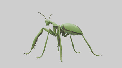 3D model Mantis Legs Model VR / AR / low-poly