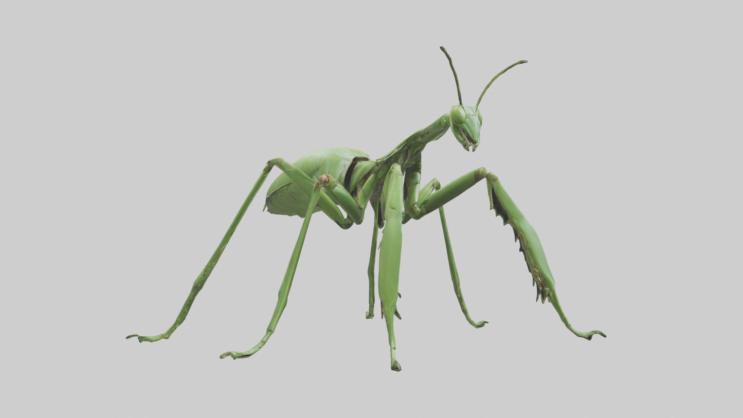 3D model Mantis Legs Model VR / AR / low-poly