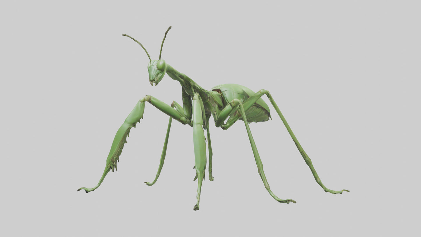 3D model Mantis Legs Model VR / AR / low-poly