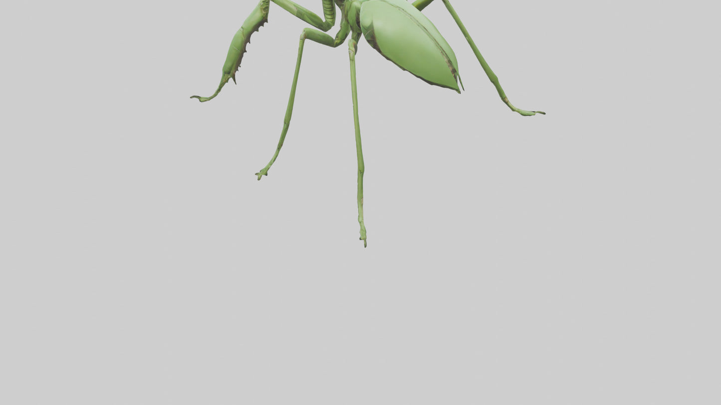 3D model Mantis Legs Model VR / AR / low-poly