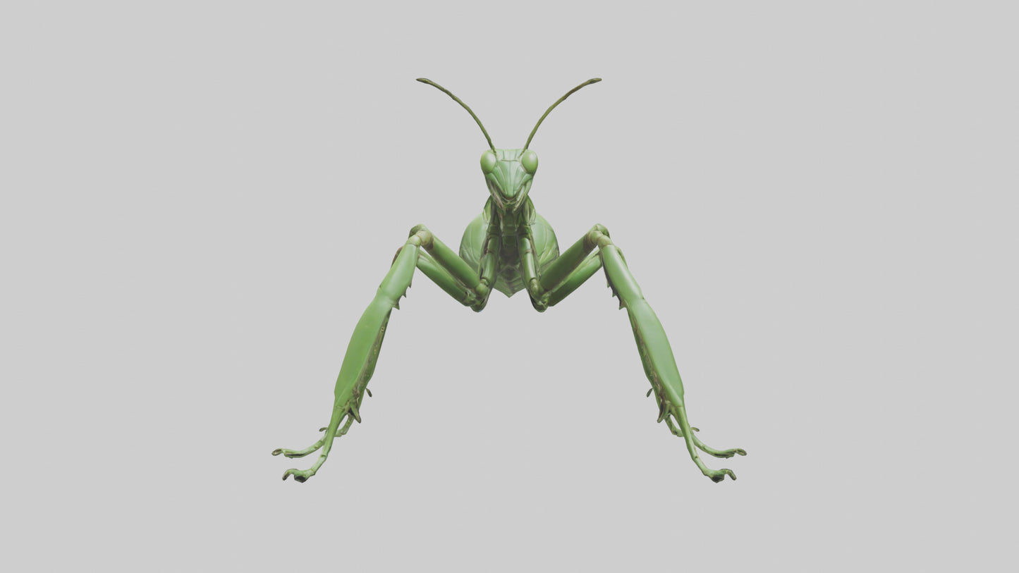 3D model Mantis Legs Model VR / AR / low-poly