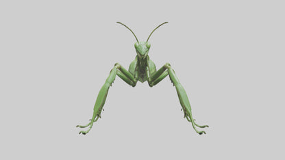 3D model Mantis Legs Model VR / AR / low-poly