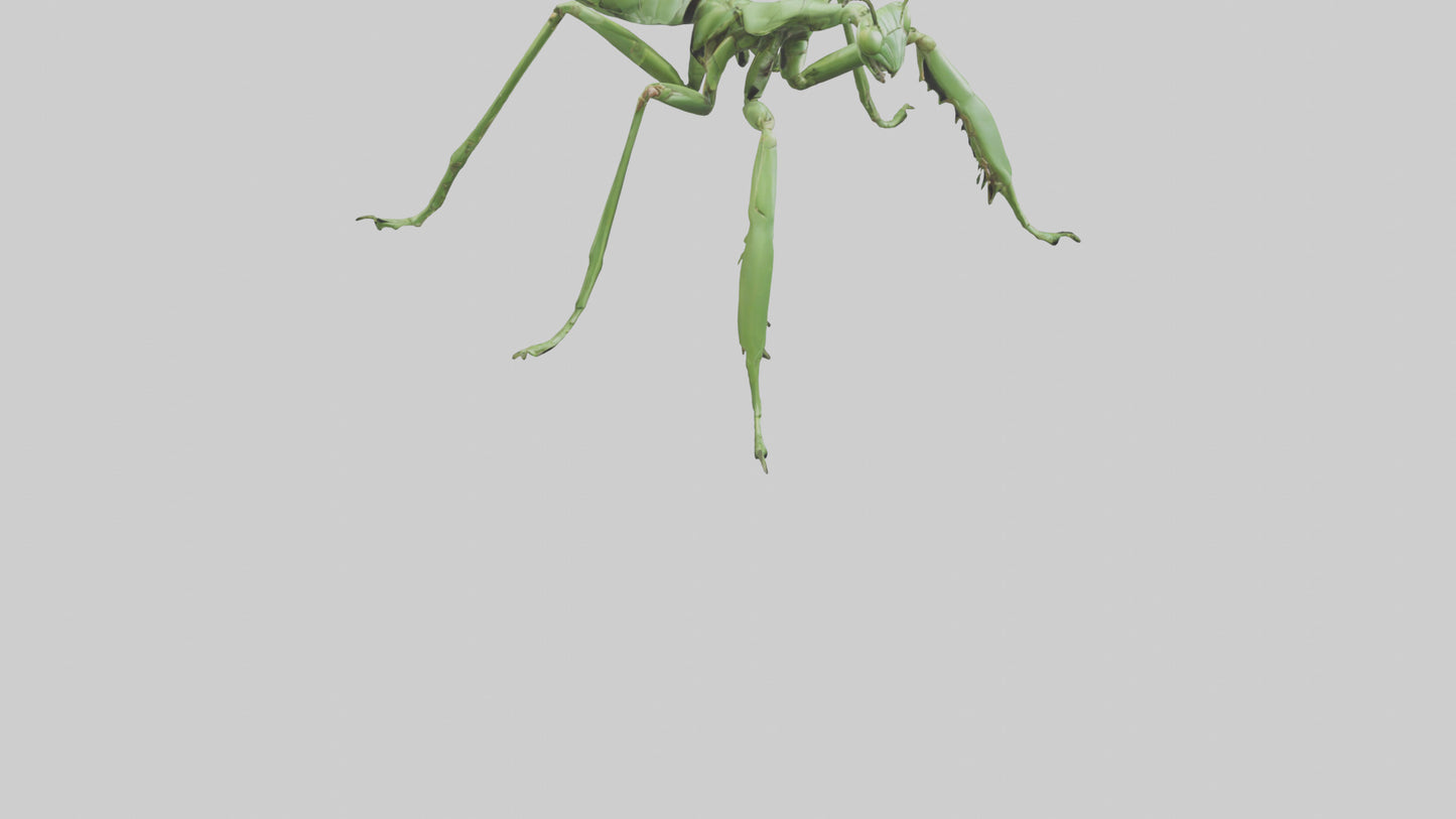 3D model Mantis Legs Model VR / AR / low-poly