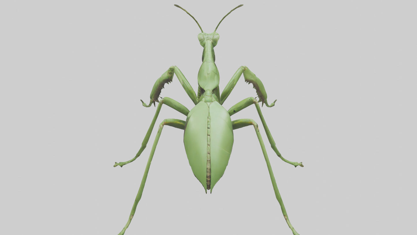 3D model Mantis Legs Model VR / AR / low-poly