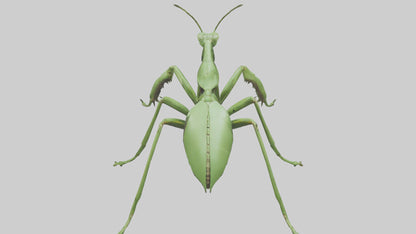 3D model Mantis Legs Model VR / AR / low-poly