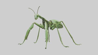 3D model Mantis Legs Model VR / AR / low-poly