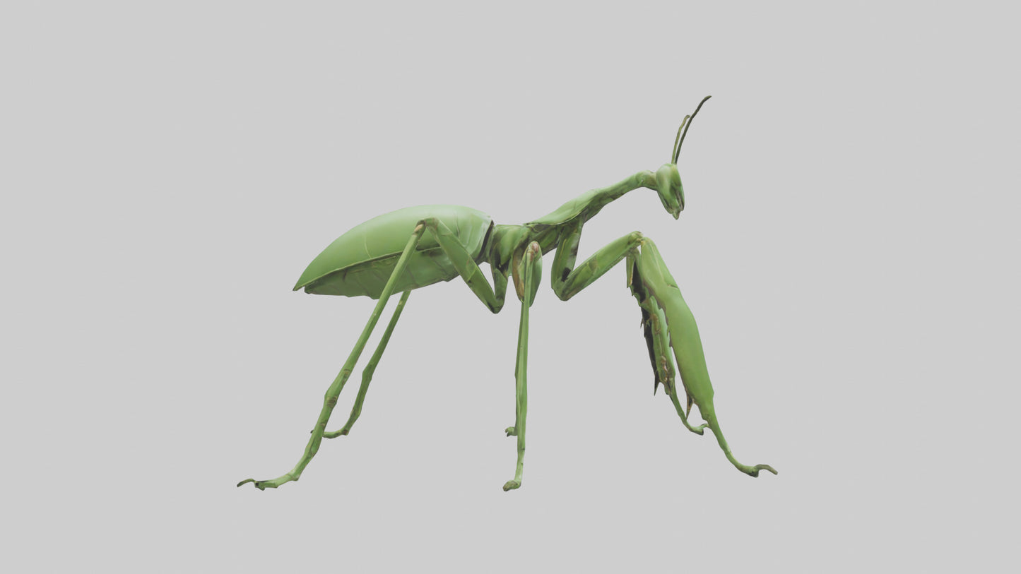 3D model Mantis Legs Model VR / AR / low-poly