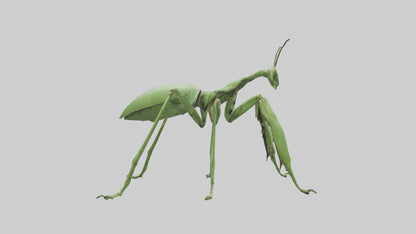3D model Mantis Legs Model VR / AR / low-poly
