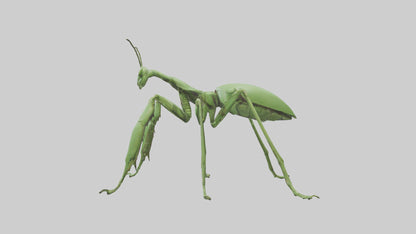 3D model Mantis Legs Model VR / AR / low-poly