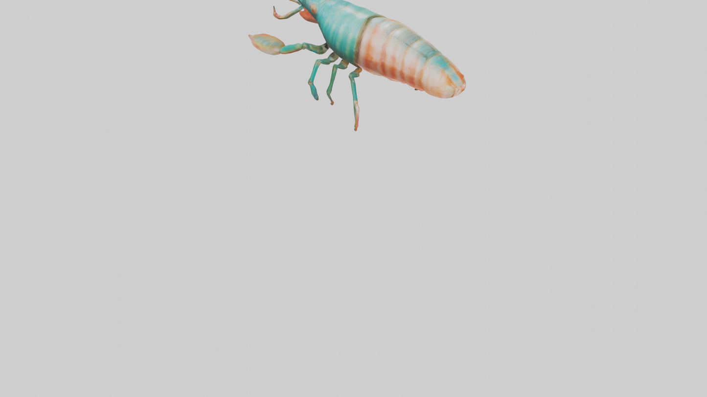3D model Mantis Shrimp hiding model VR / AR / low-poly