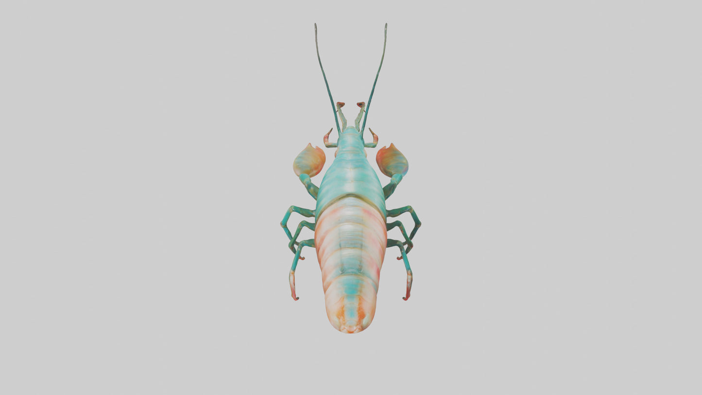 3D model Mantis Shrimp hiding model VR / AR / low-poly