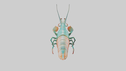 3D model Mantis Shrimp hiding model VR / AR / low-poly